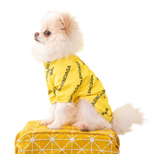 Small fluffy dog wearing yellow Pawlenciaga all-over logo sweatshirt on geometric carrier