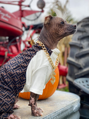 Small dog wearing brown Fendi-inspired FF monogram jumpsuit with white tee on street