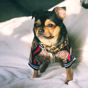 Pawcci Monogram Track Jacket on a dog