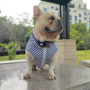 Chewy V Polka Dot Zip Vest on a dog
