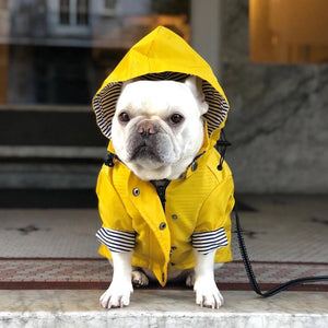 Yellow Hooded Raincoat on a dog