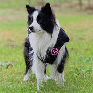 Canada Pooch Padded Vest on a dog
