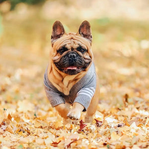 Gray Four Stripe Cardigan on a dog