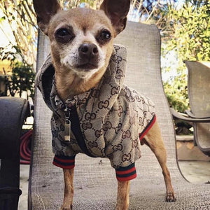 Pawcci Monogram Zip Jacket on a dog
