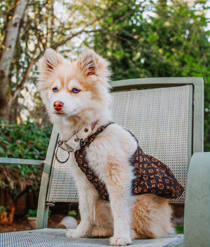 Small fluffy dog wearing brown monogram dress Louis Vuitton style outdoors