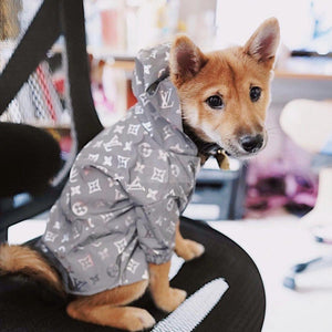 Small dog wearing grey reflective windbreaker with Louis Vuitton style monogram print indoors