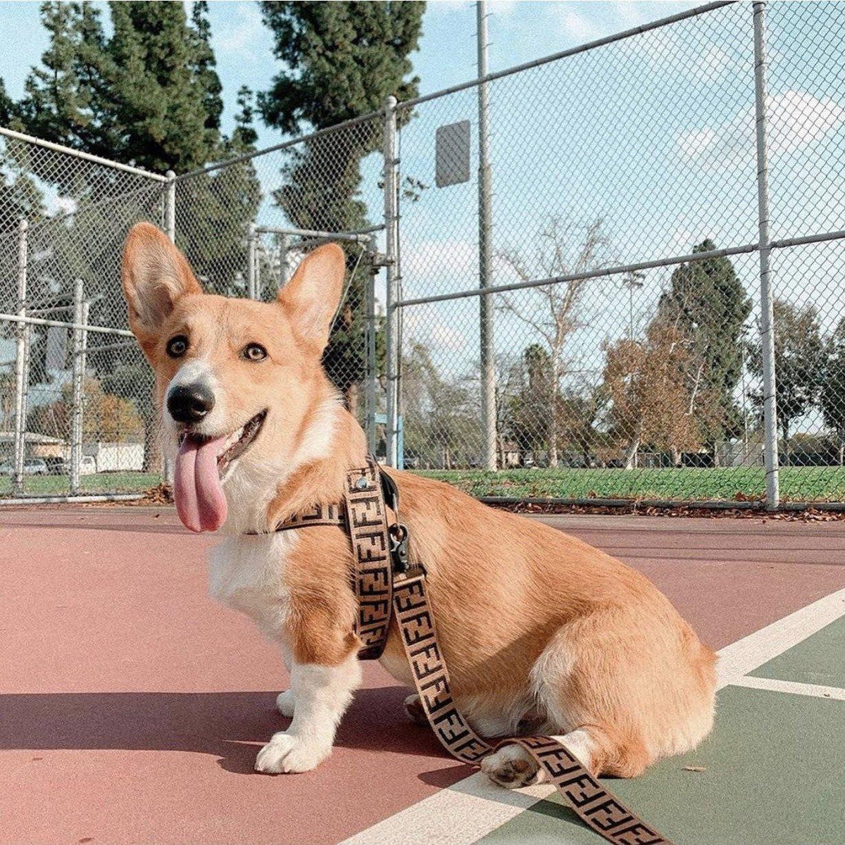 Corgi wearing brown FF monogram harness and leash Fendi inspired on basketball court