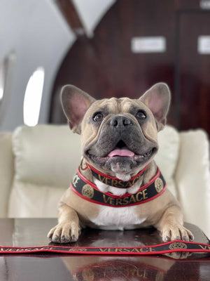 French bulldog wearing black Versace-style collar with gold medusa logos and text