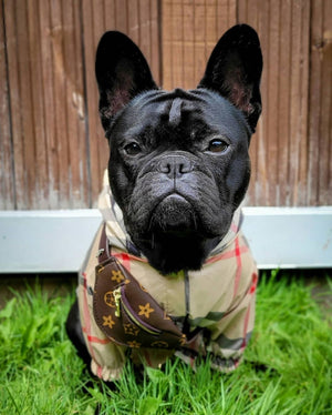 French Bulldog wearing tan plaid windbreaker with monogram pattern and snap closure