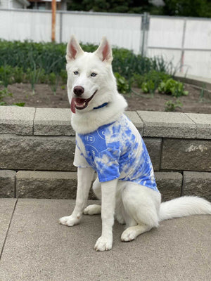 White husky wearing blue tie dye dog tee with Drew graphics sitting on stone steps