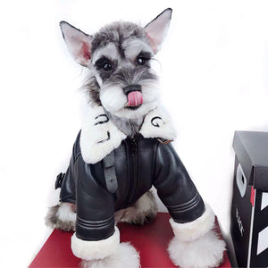 Small dog wearing black Chrome Hearts style shearling jacket with gothic hardware