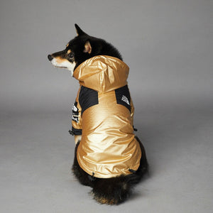 Small black and tan dog wearing gold colorblock windbreaker with hood and chest panels