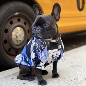 Close-up of French Bulldog in TDF mountain print windbreaker showing photographic landscape design
