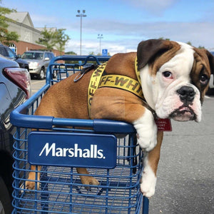 Bulldog in yellow OFF-WHITE style harness sitting in shopping cart at store