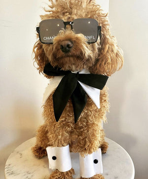Close-up of poodle in Chanel designer sunglasses and formal bow tie
