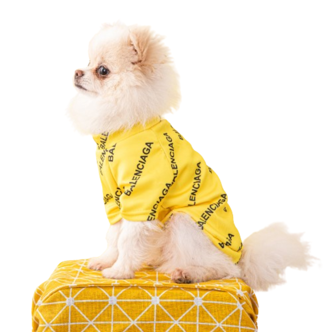 Small fluffy dog wearing yellow Pawlenciaga all-over logo sweatshirt on geometric carrier