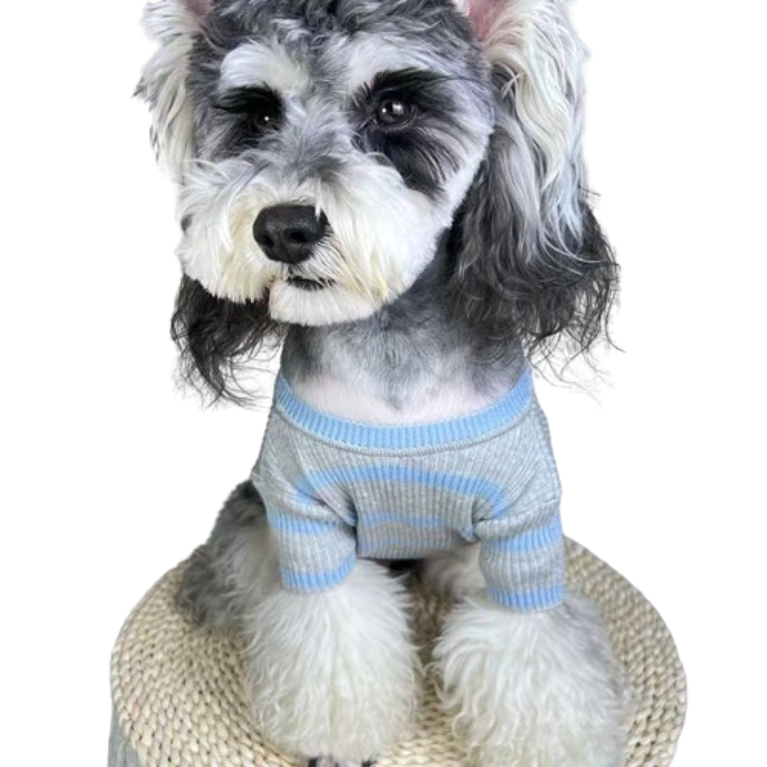 Gray and white dog wearing striped knit dog tee with Prada logo front view