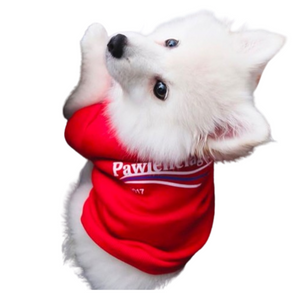 White Spitz dog wearing red Pawlenciaga hoodie with 2017 logo detail Balenciaga style