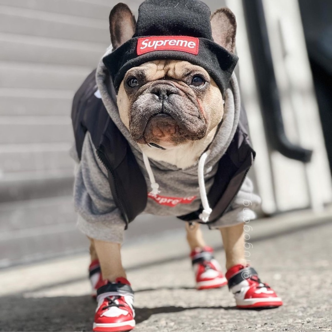 Air Bud dog sneakers showing dual velcro closure system and padded interior