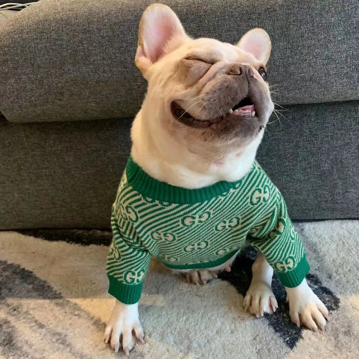 Pawcci Green Monogram Sweater on a dog