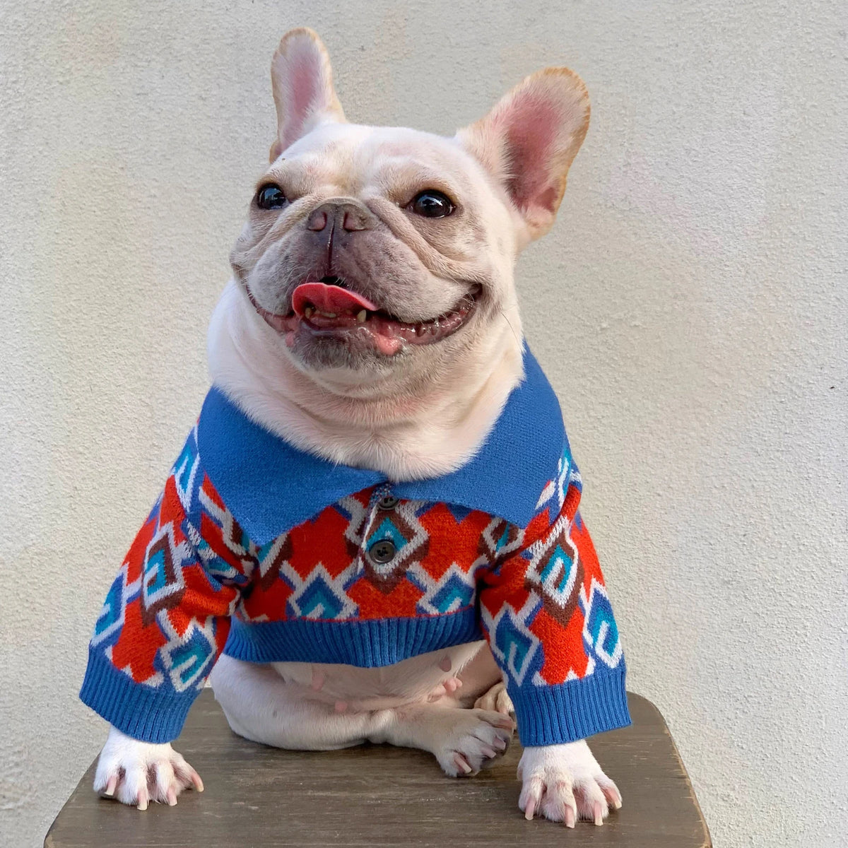 Pawcci Geometric Knit Polo on a dog