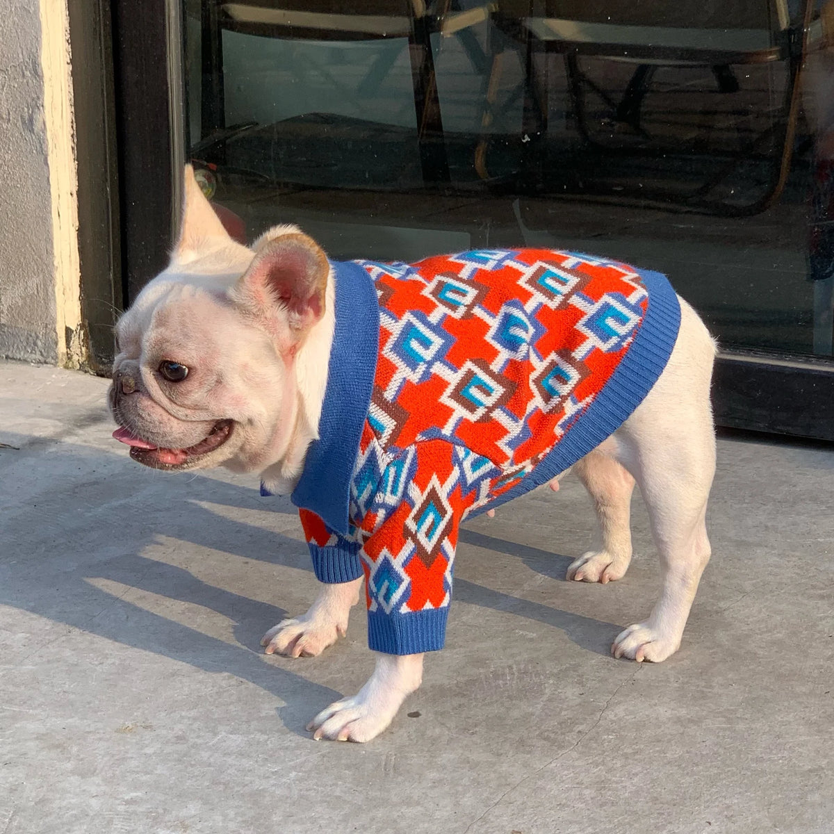Pawcci Geometric Knit Polo on a dog