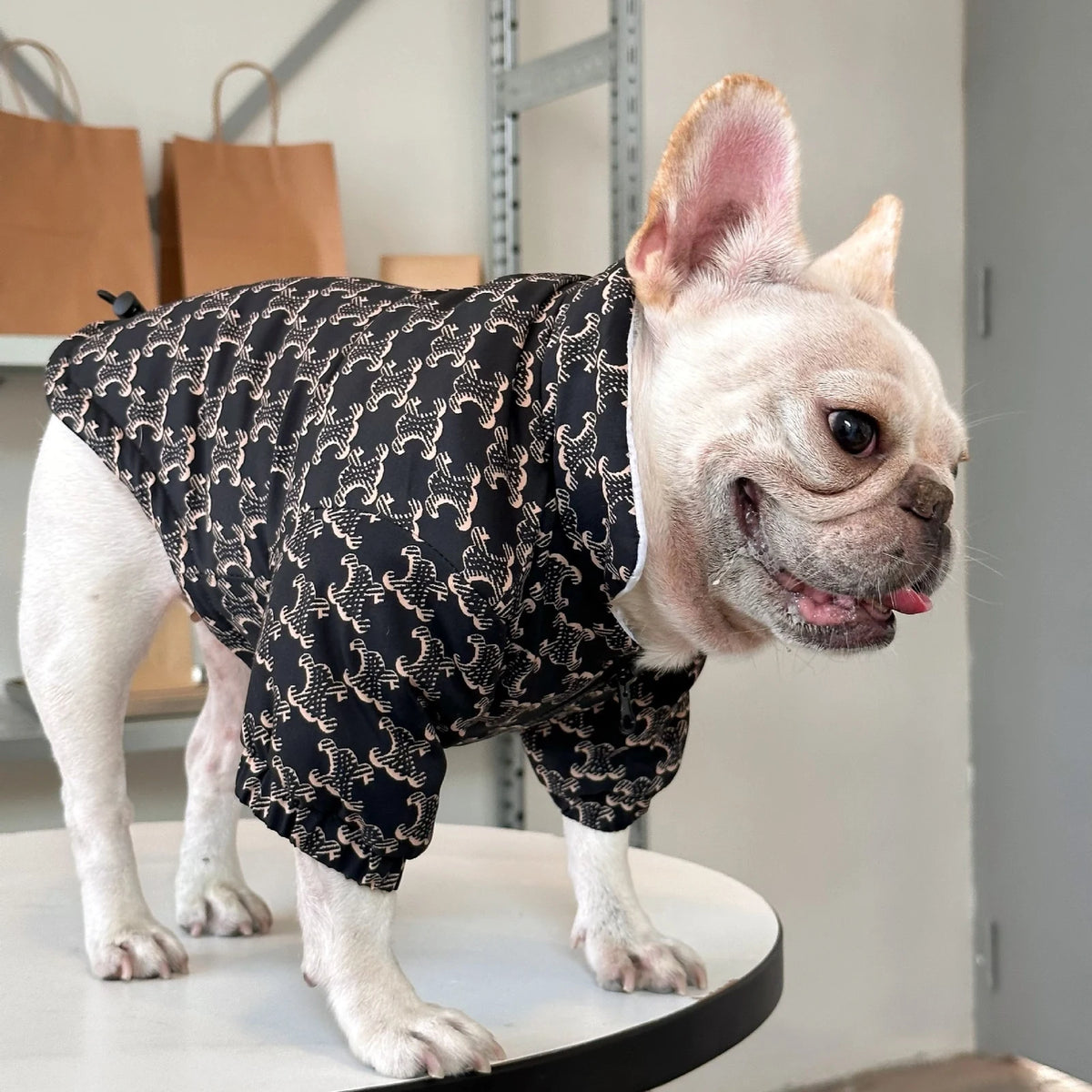 Chewline Triomphe Zip Jacket on a dog