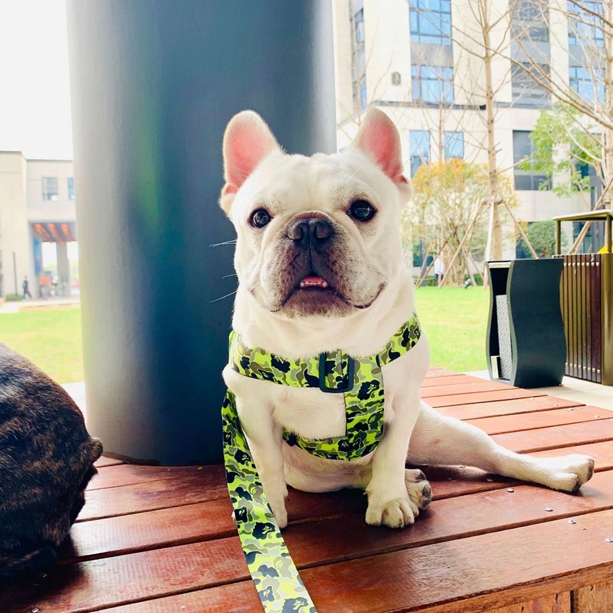 A Barking Pup Camo Walking Set on a dog