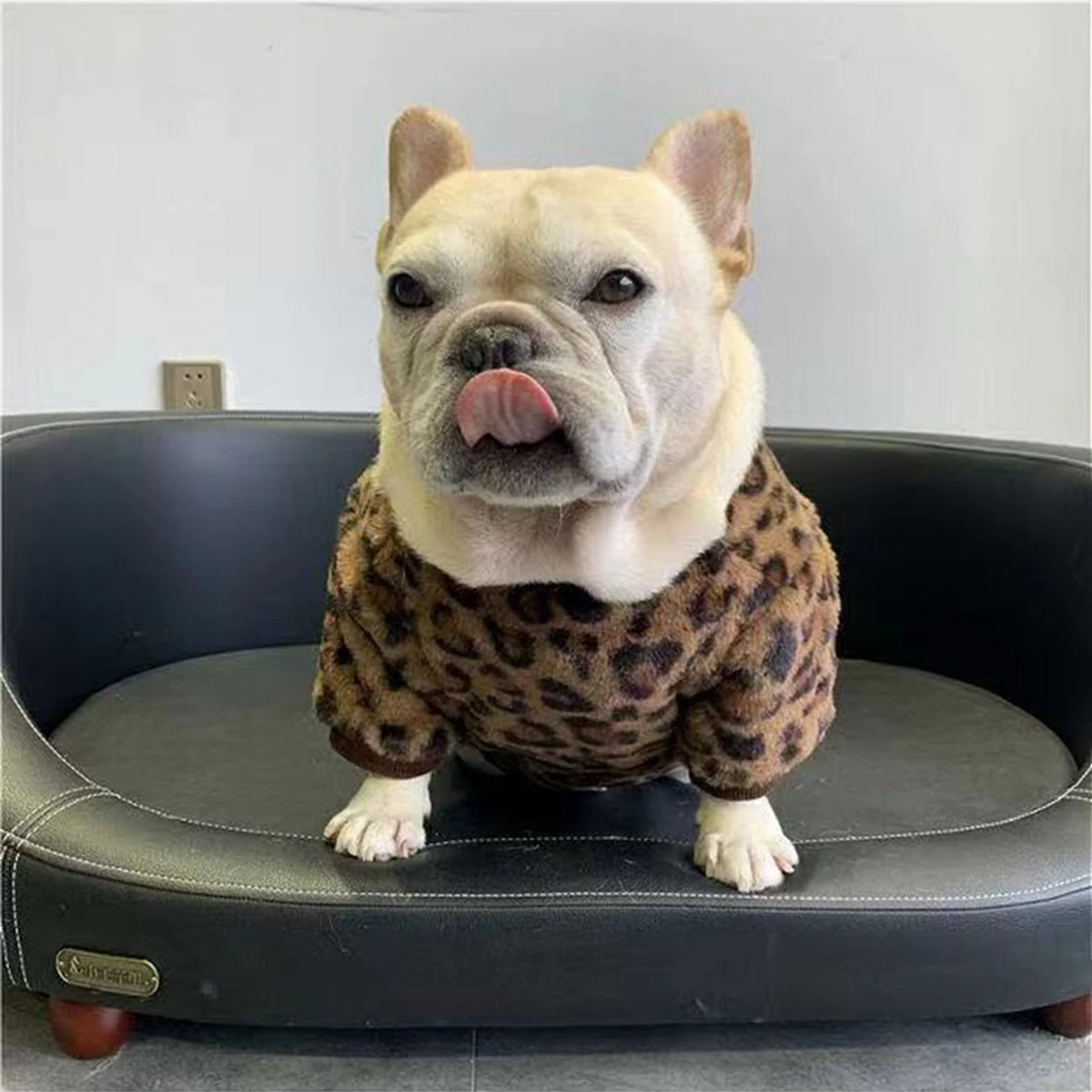 Chewy V Plush Pullover on a dog