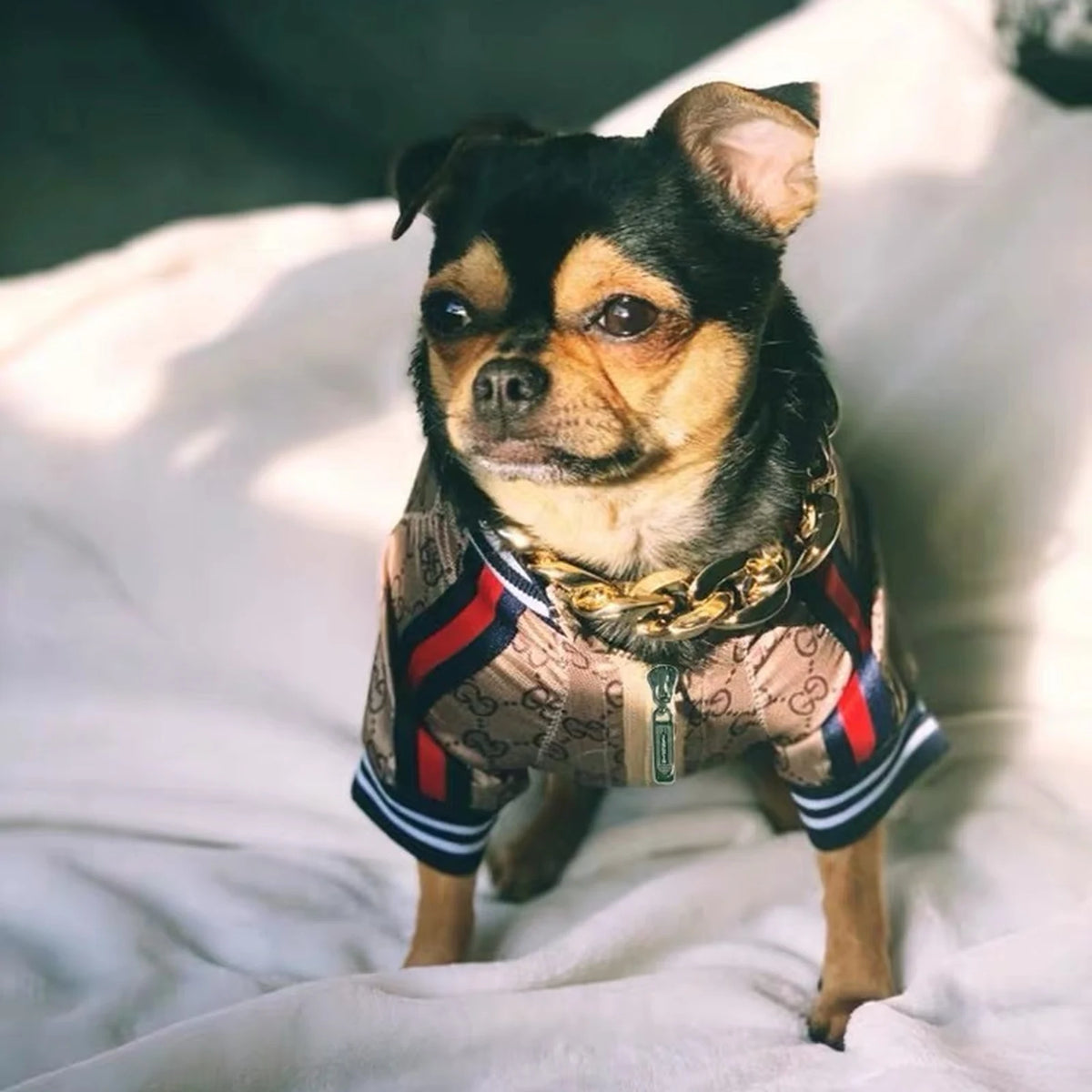 Pawcci Monogram Track Jacket on a dog