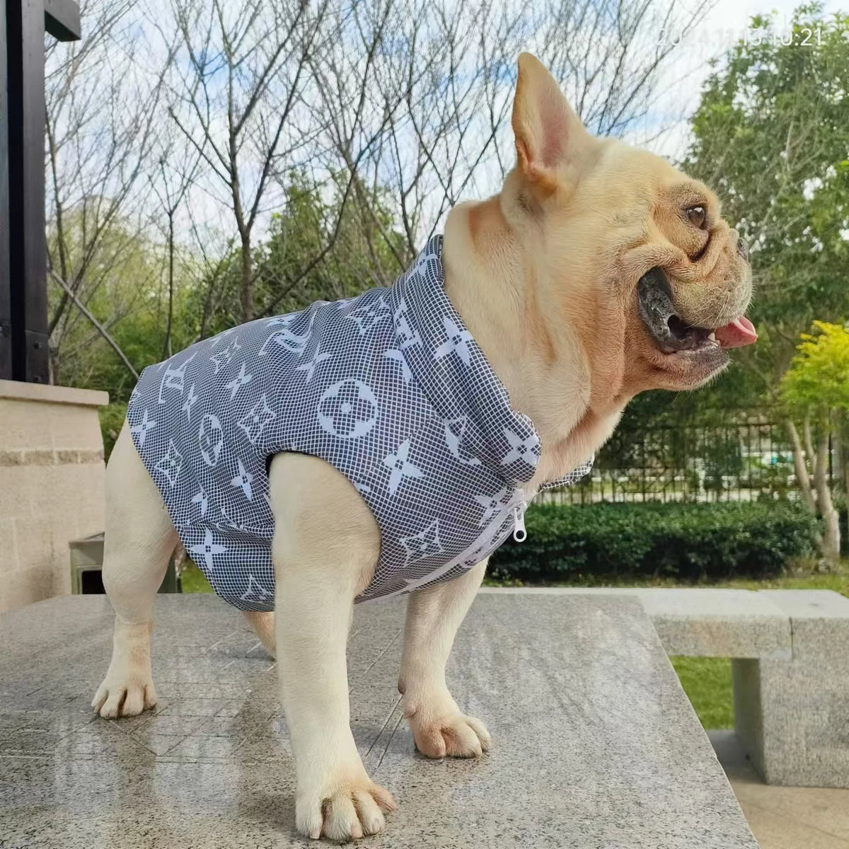 Chewy V Grey Monogram Vest on a dog