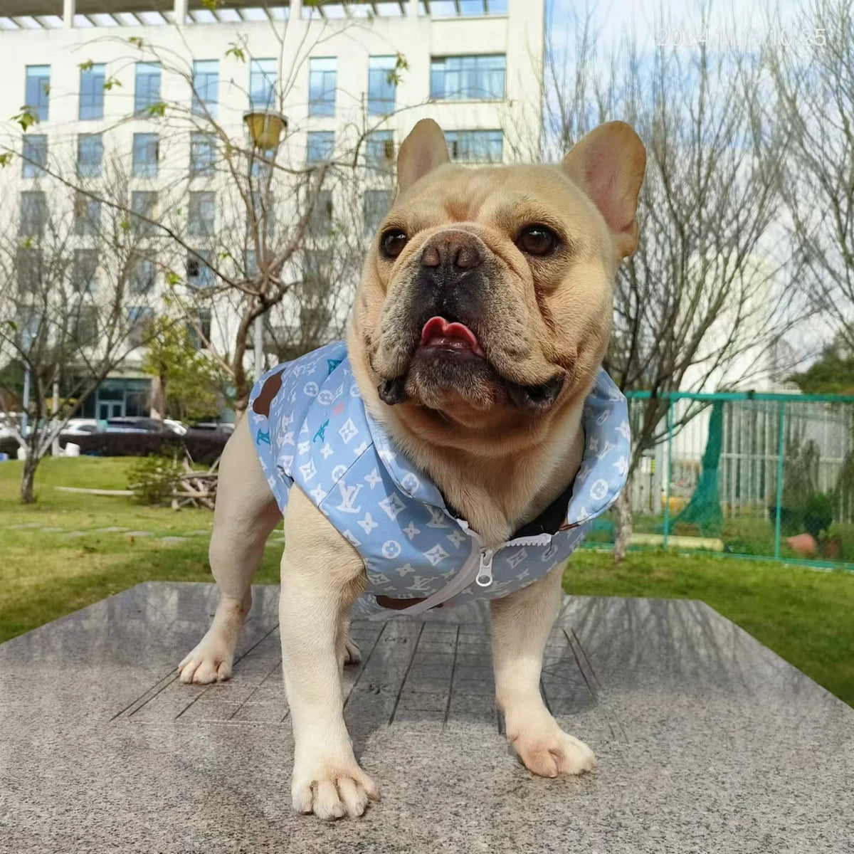 Chewy V Teddy Bear Vest on a dog