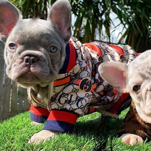 Pawcci Monogram Patch Bomber on a dog