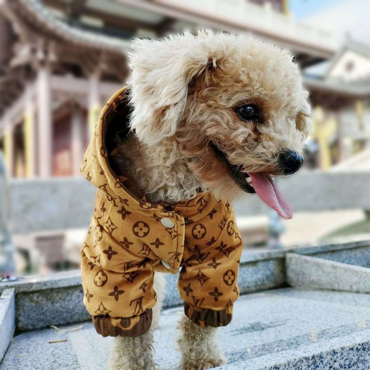 Chewy V Reversible Hooded Coat on a dog