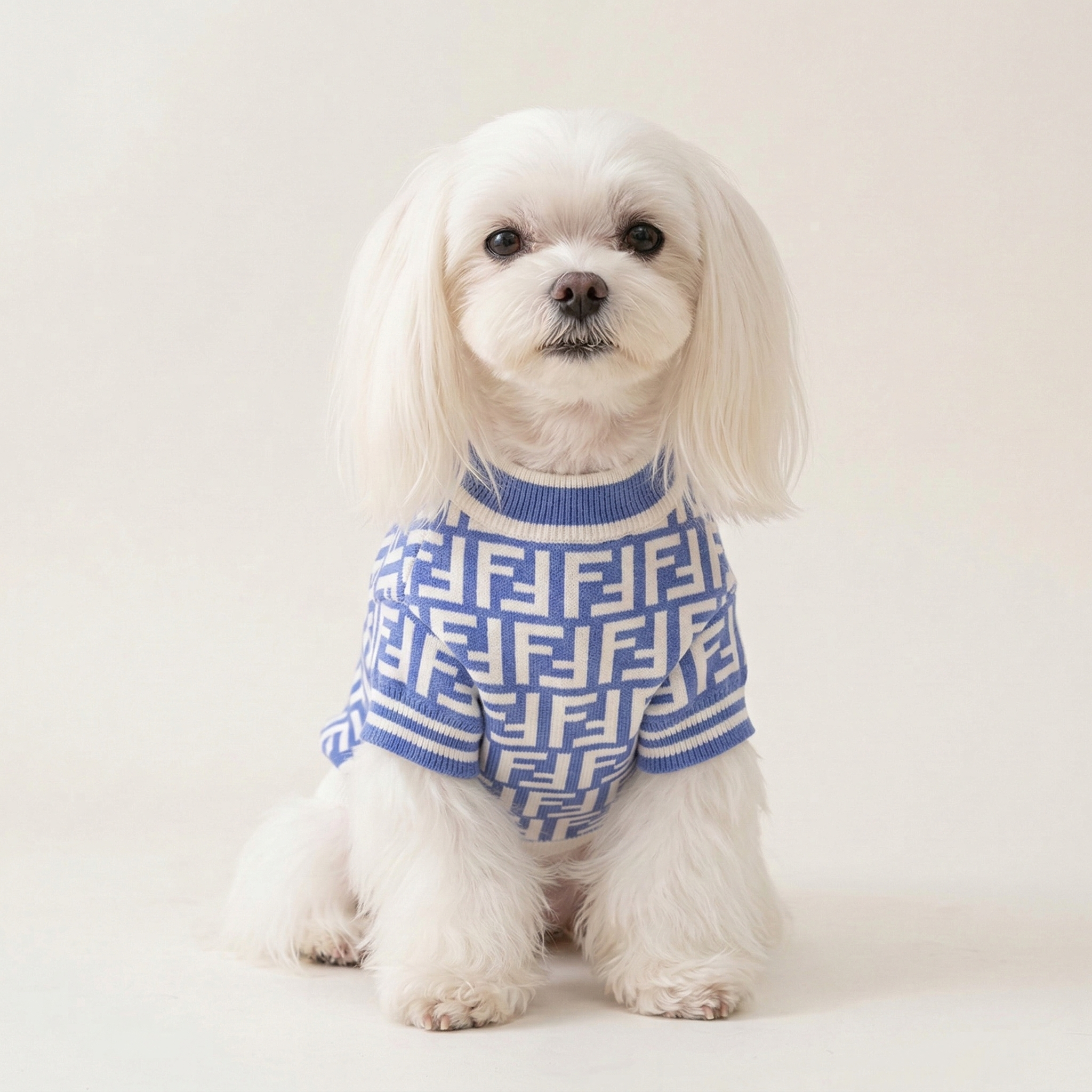 Small white dog wearing blue and cream Fendi style zucca pattern knit sweater