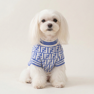 Small white dog wearing blue and cream Fendi style zucca pattern knit sweater