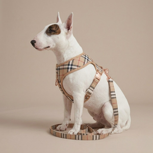 White dog wearing tan plaid heritage check harness with gold buckles on neutral background