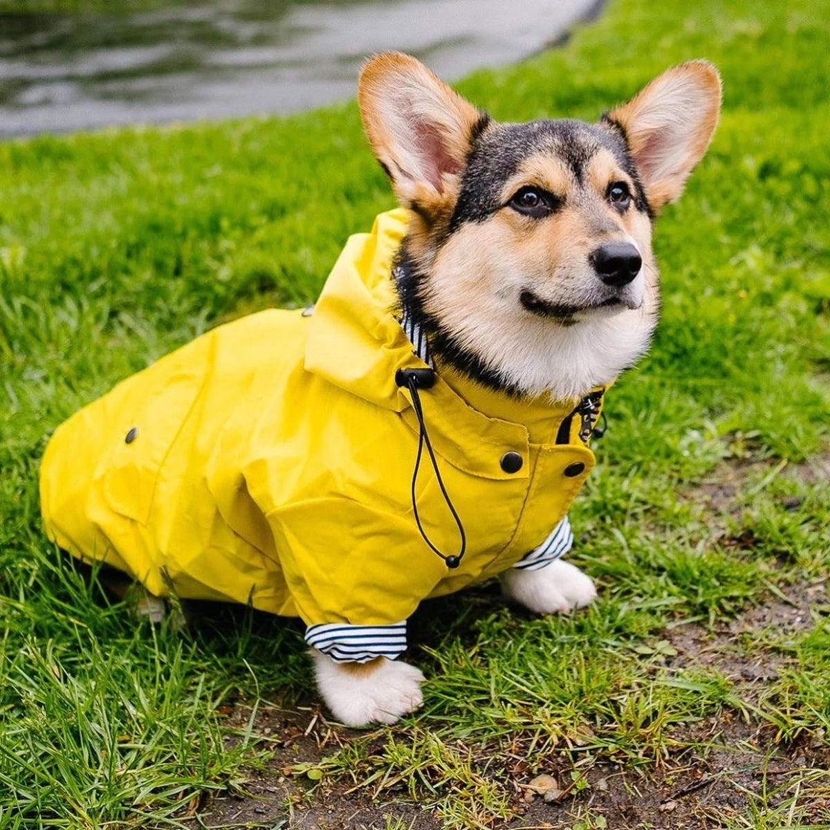 Yellow Hooded Raincoat on a dog