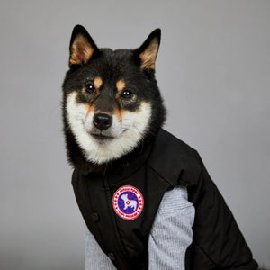 Canada Pooch Padded Vest on a dog