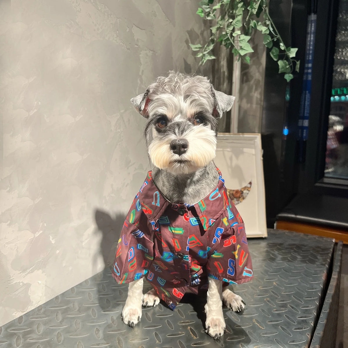 Chewy V Neon Letter Shirt on a dog
