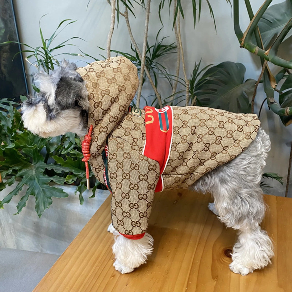 Pawcci Web Stripe Hooded Vest on a dog