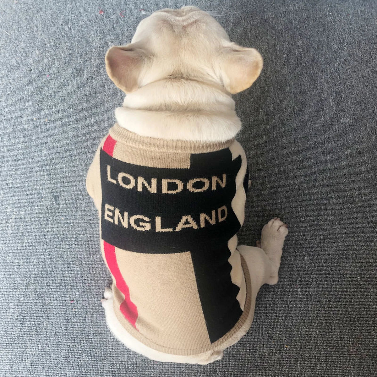 Furberry London Sweater on a dog
