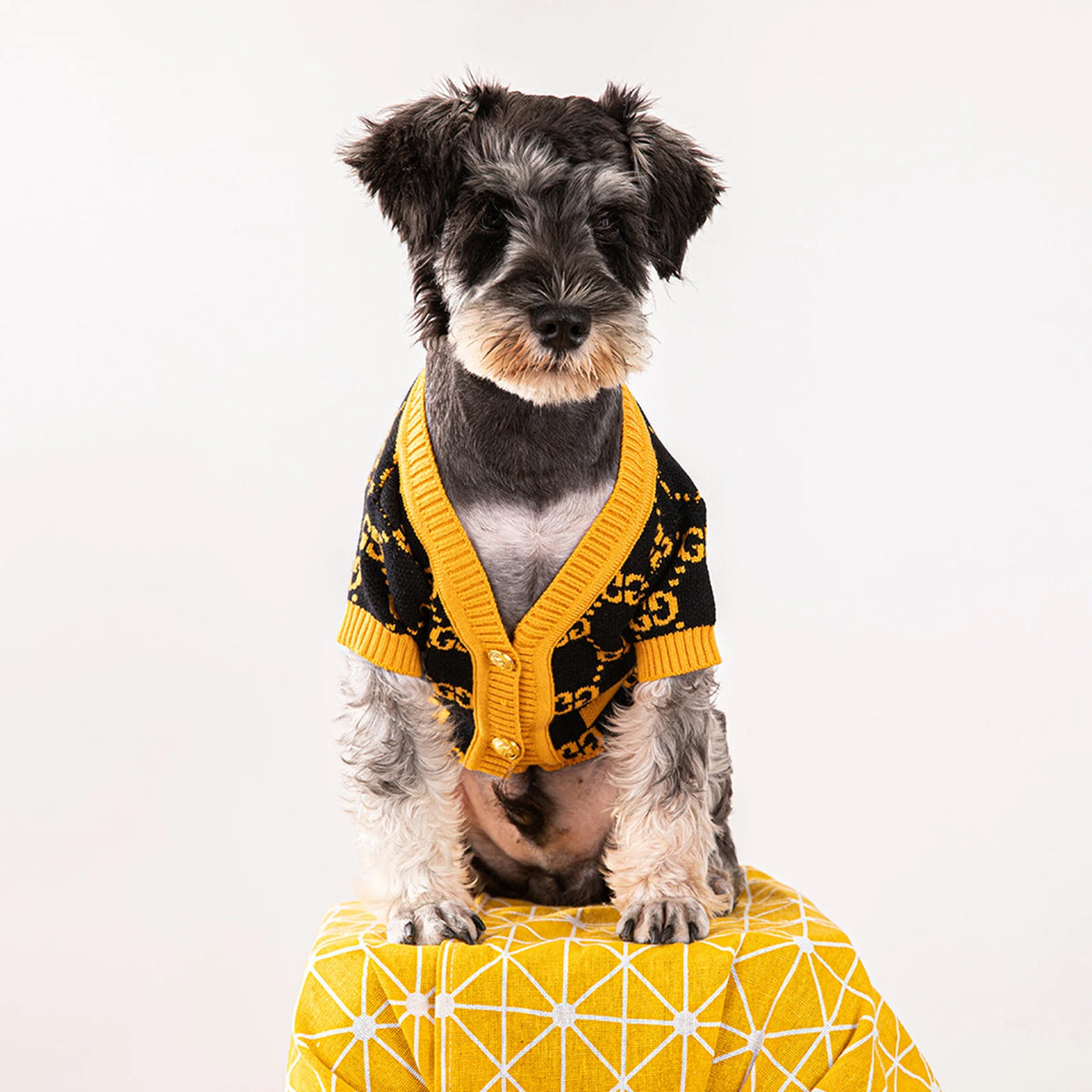 Pawcci Orange Monogram Cardigan on a dog