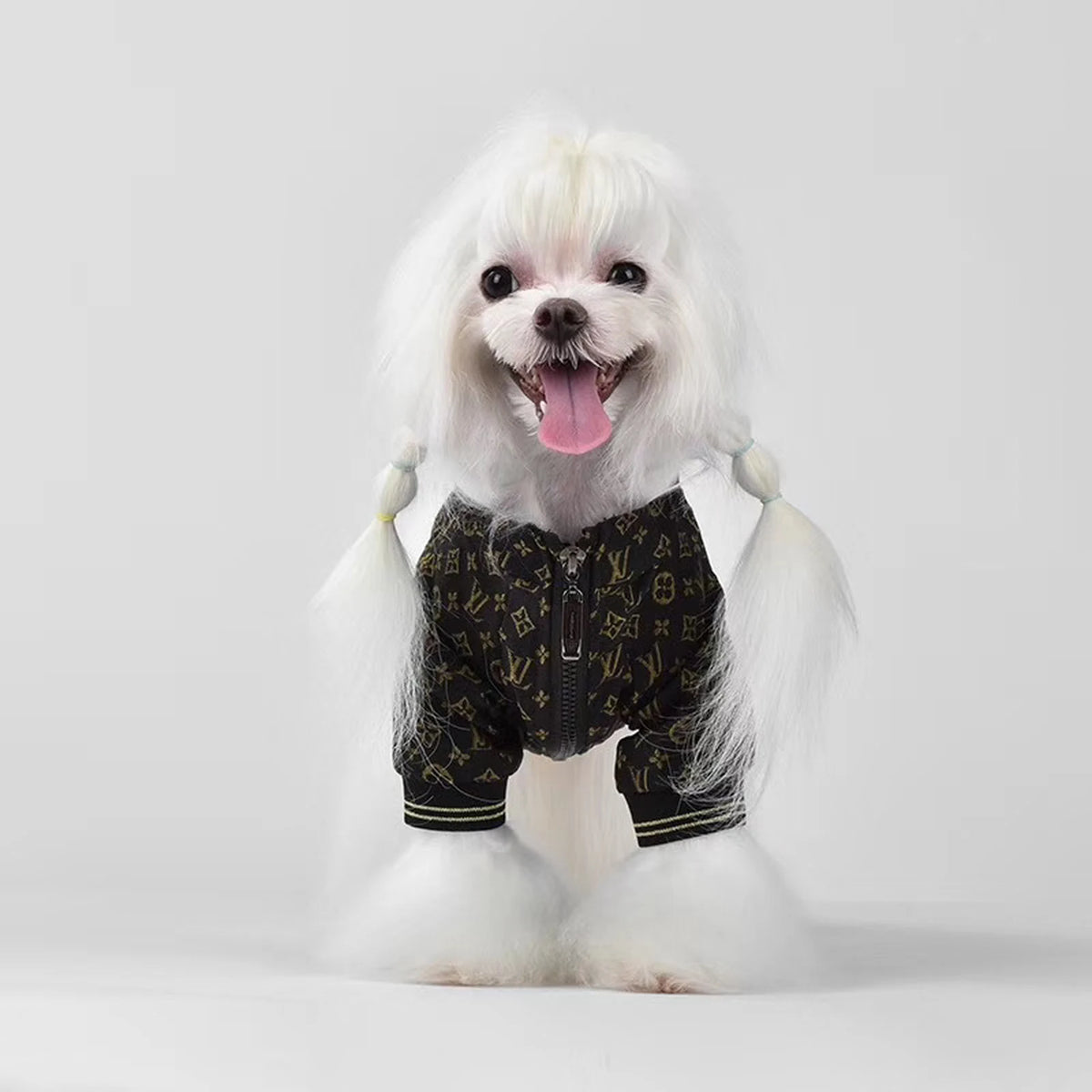 Chewy V Black Monogram Bomber on a dog