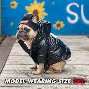 French Bulldog wearing black quilted puffer jacket with Supreme headband on wooden deck