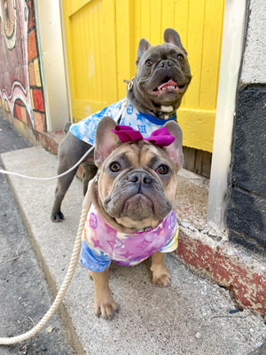 Chewy V Watercolor Tee Hype Pups designer dog clothes.
