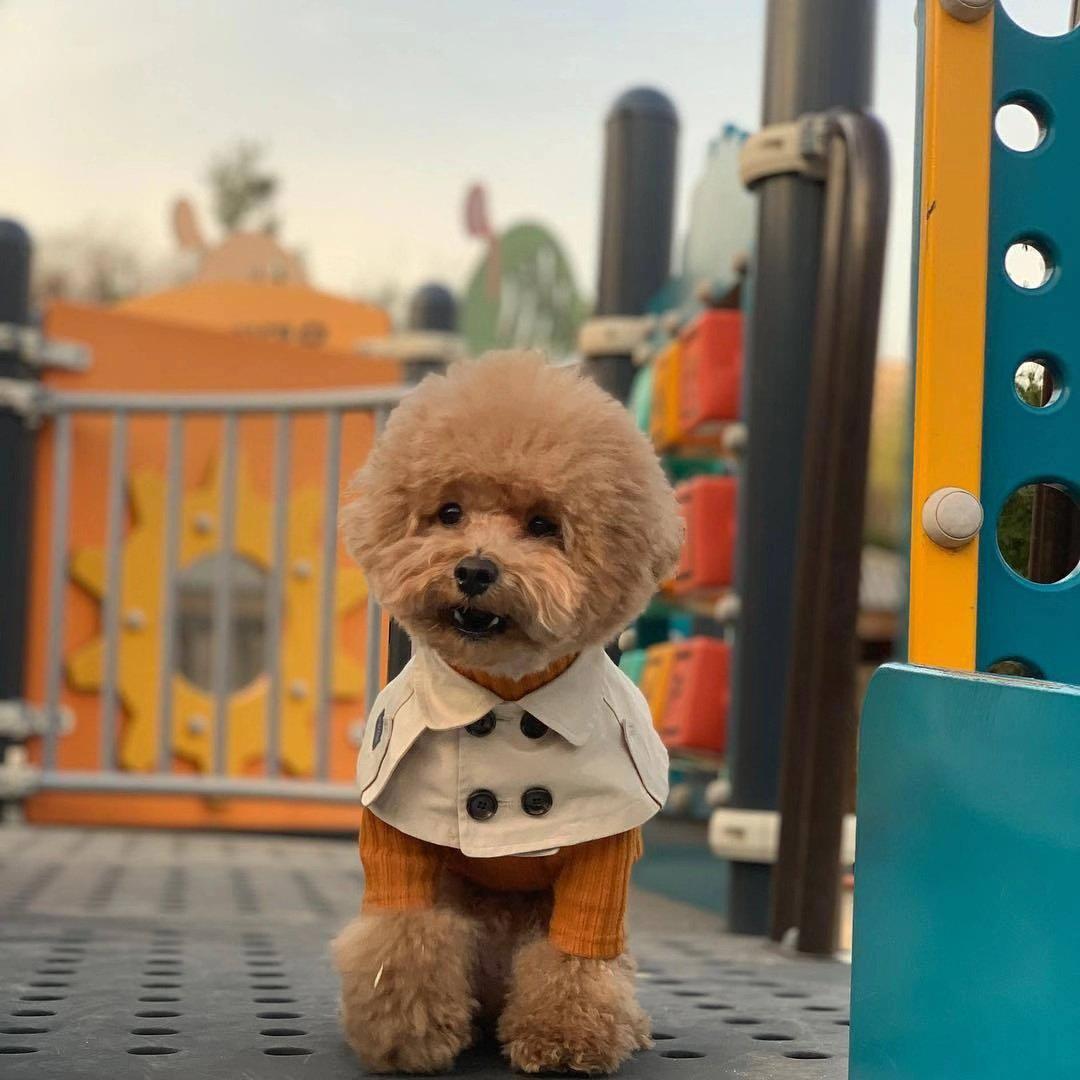 Small brown poodle wearing beige Burberry inspired cape with check lining visible