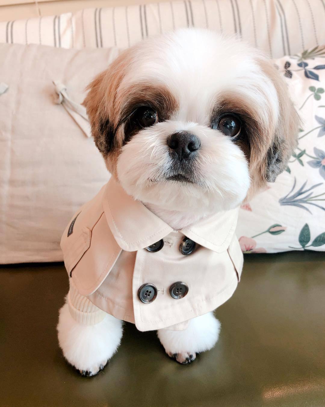 Close-up of small white dog wearing beige designer cape with structured collar