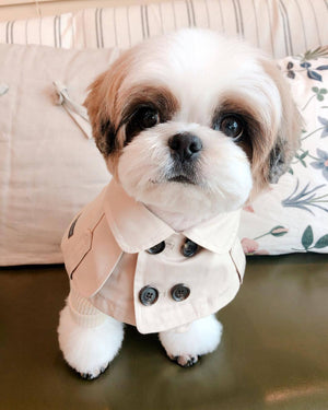 Close-up of small white dog wearing beige designer cape with structured collar