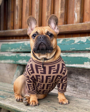 French Bulldog wearing brown FF monogram sweater Fendi inspired on outdoor steps